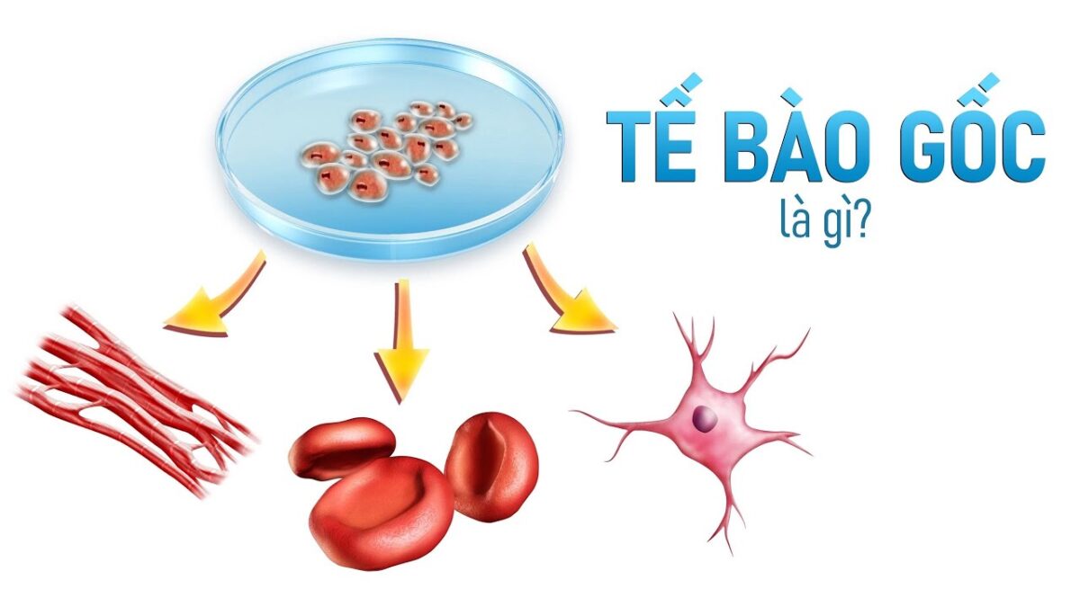 Hình ảnh minh họa tế bào gốc